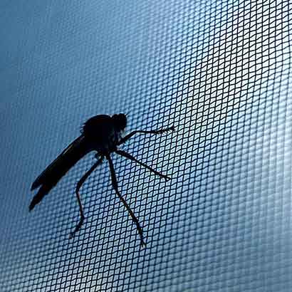 Insektenschutz